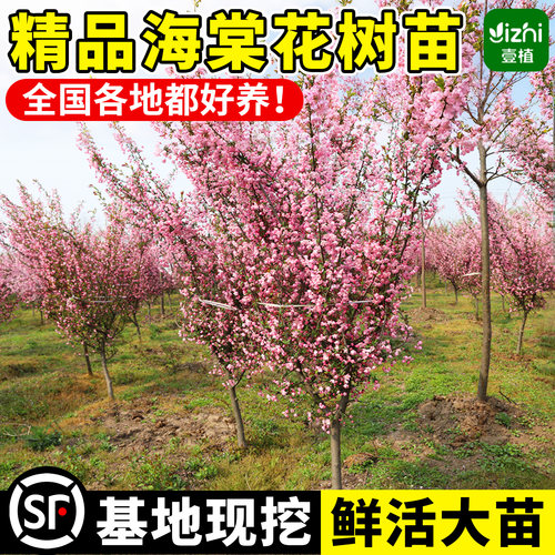 海棠树苗庭院地栽高杆西府海棠树