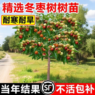 耐寒冬枣果树苗地栽盆栽室外庭院南北种植枣树苗全国可种当年结果
