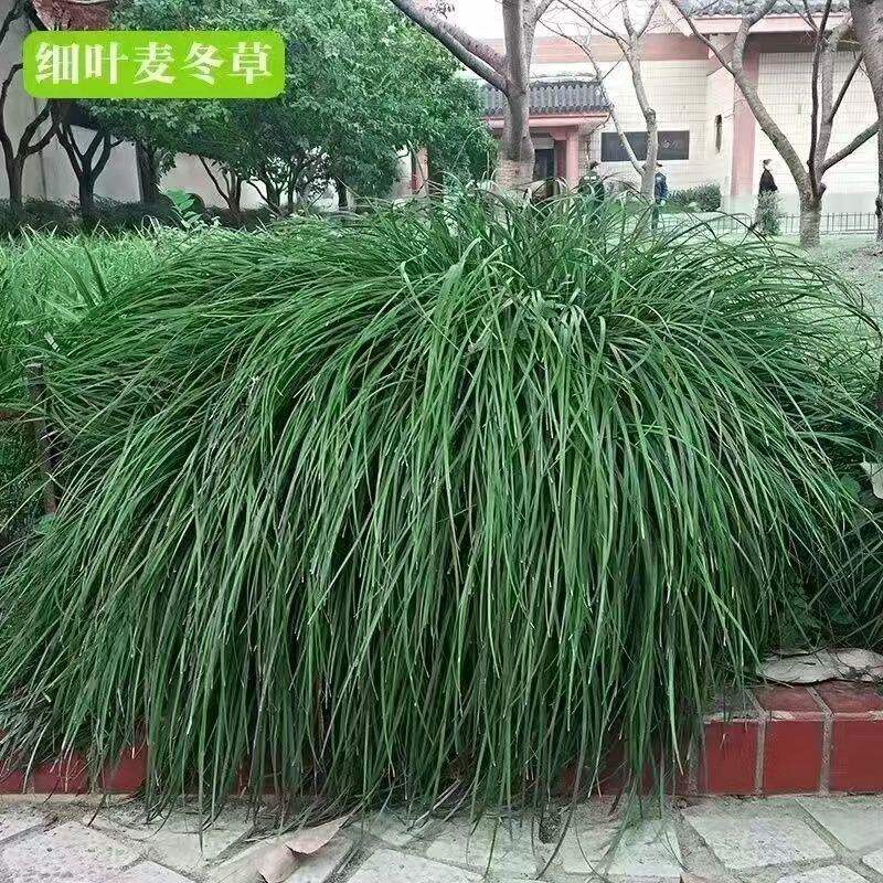 细叶中叶麦冬草苗沿阶书带草四季常青庭院绿化地被植物耐阴耐寒