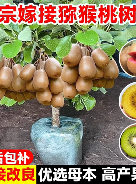 嫁接猕猴桃树果苗红心绿心软枣耐寒南北四季种植雌雄同株盆栽地栽