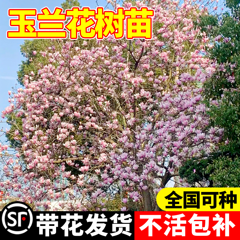玉兰花树苗带花苞盆栽花卉广玉兰