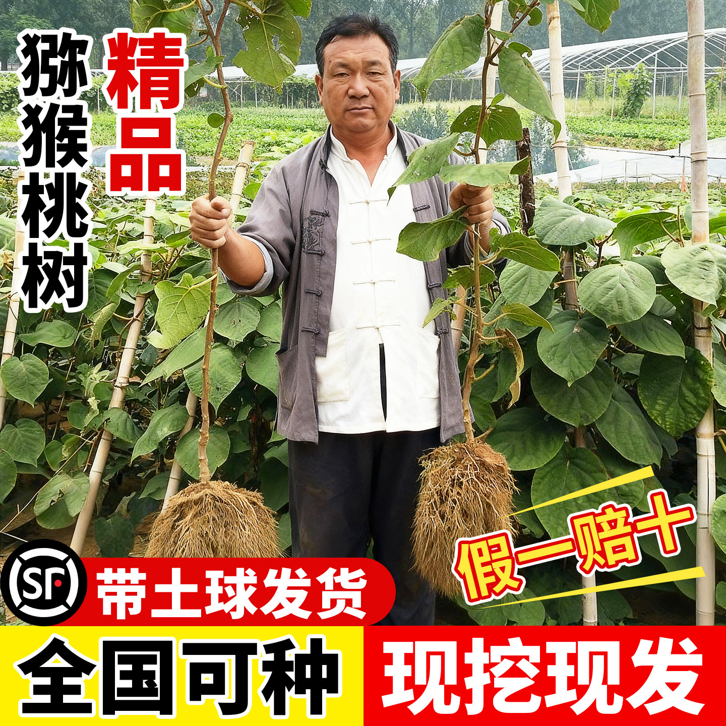 嫁接猕猴桃树果苗一公一母红心绿心软枣盆栽地栽南北四季种植耐寒