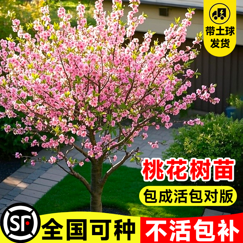 紫叶碧桃树苗室外庭院大型观赏耐寒园林工程绿化风景树苗花卉盆栽,鲜花速递/花卉仿真/绿植园艺,行道树/乔木,淘宝优惠券,粉丝福利购,淘宝优惠卷