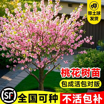 紫叶碧桃树苗庭院观赏耐寒风景树