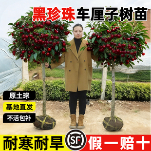 车厘子树苗耐寒樱桃树苖正宗正品黑珍珠南北方种植阳台庭院地栽
