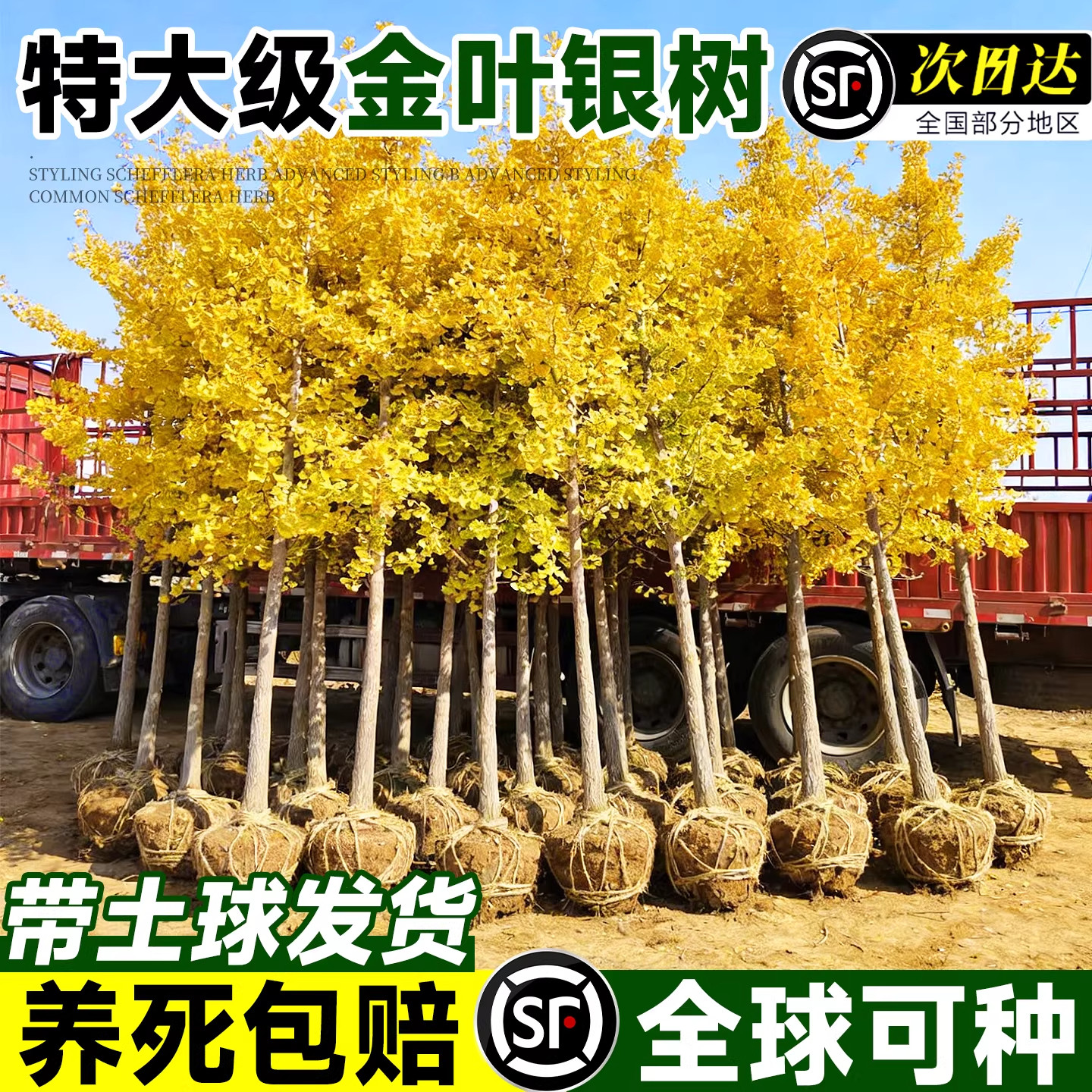 特大金叶银杏树活苗别墅庭院风景树盆栽带土南北方种植大型乔木苗