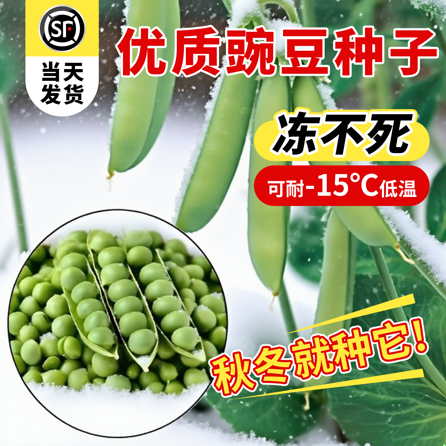 耐寒豌豆种子高产抗病早熟