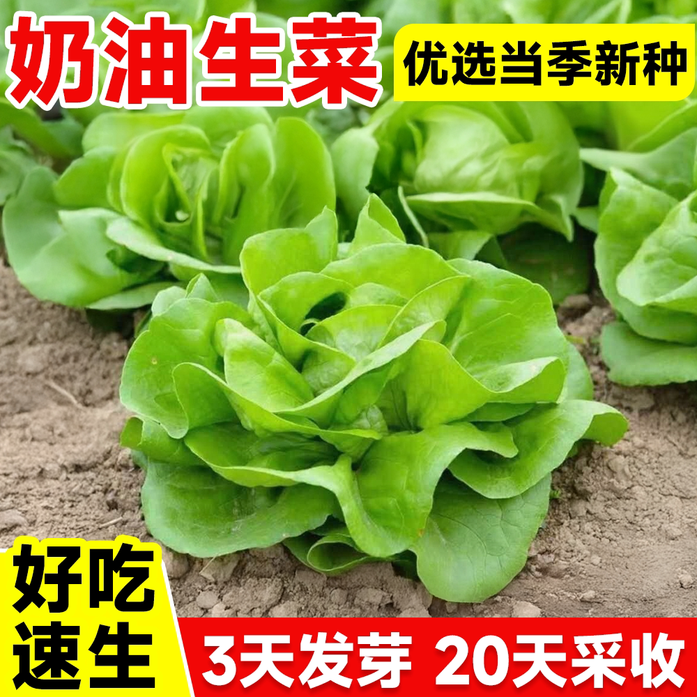 四季速生奶油生菜种子可生吃罗马意大利生菜籽种菜园阳台耐热蔬菜
