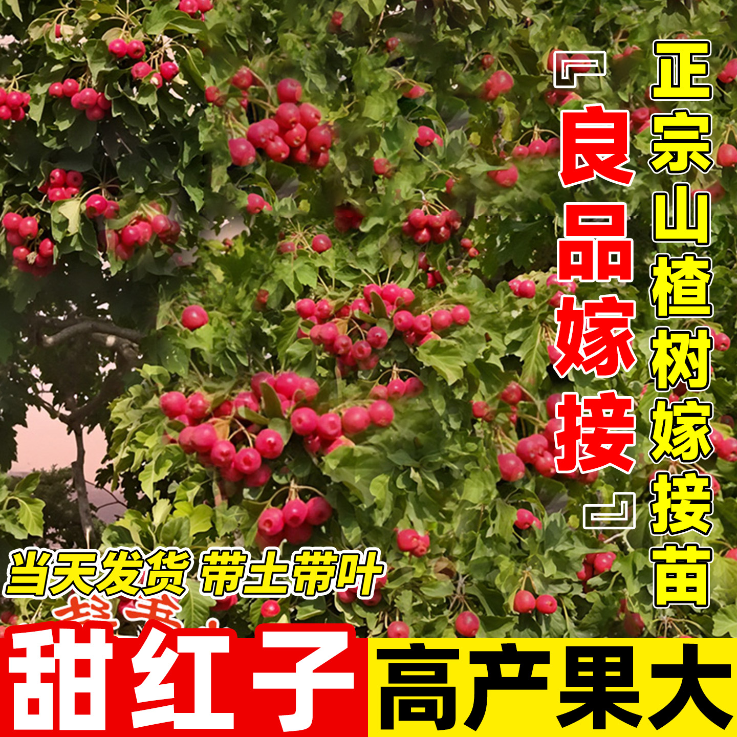 甜红子山楂树活苗高产嫁接果苗