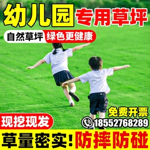 幼儿园草坪草皮带土庭院绿化低矮免修剪四季青果岭草地毯草马尼拉