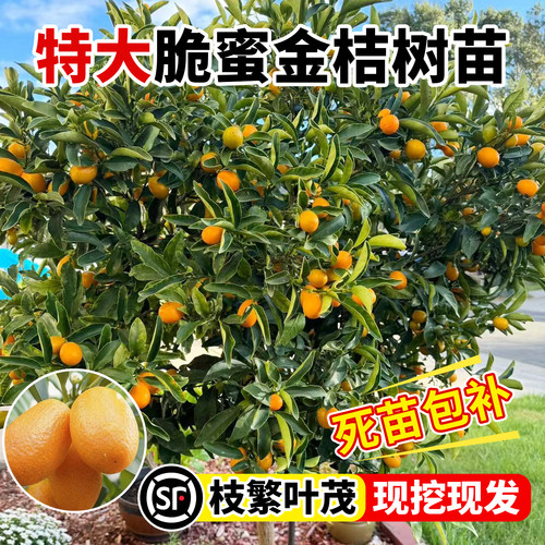 壹植当年结果脆蜜金桔特大苗