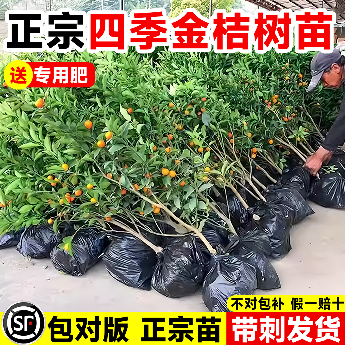正宗四季金桔树苗四季树果可食用