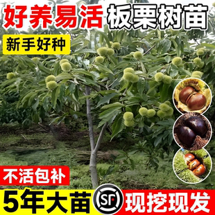 板栗苗树嫁接迁西早熟庭院南北种植耐寒特大栗子盆栽地栽当年结果