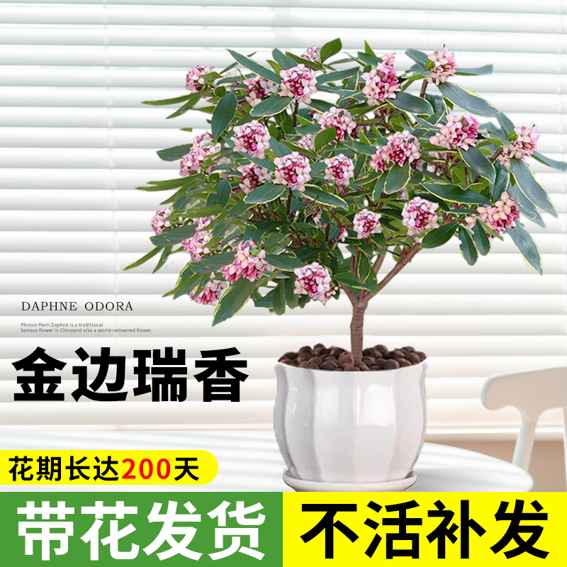 金边瑞香盆栽浓香型带花苞大苗