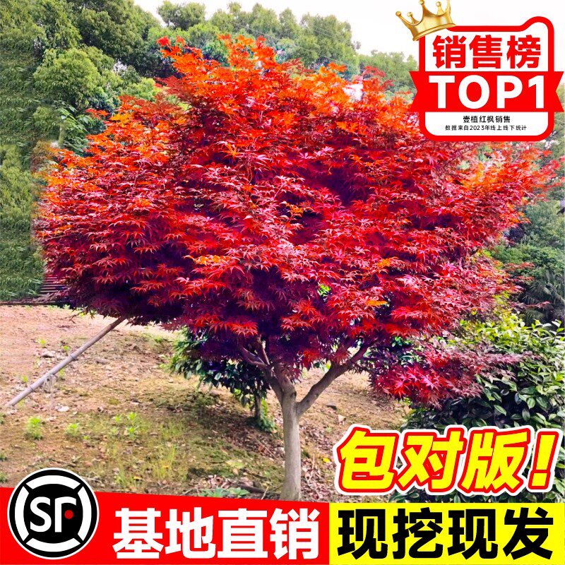 壹植绿植红枫树苗庭院图片