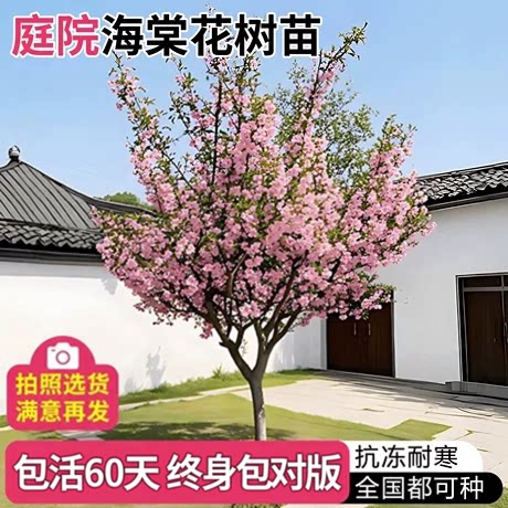 海棠树苗庭院地栽特大树北美垂丝西府海棠果花卉四季种植开花植物