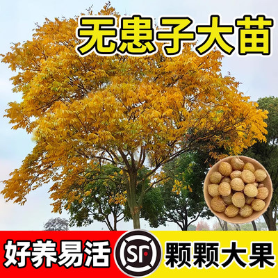 无患子树苗鬼见愁四季常青绿化树