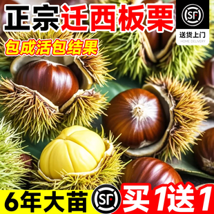 板栗树苗嫁接果树果苗迁西大红袍特大果树带大土球南北方庭院地栽