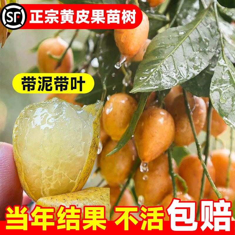 黄皮苗树鸡心无核嫁接大甜水果树果苗阳台盆栽南方种植广西庭院地