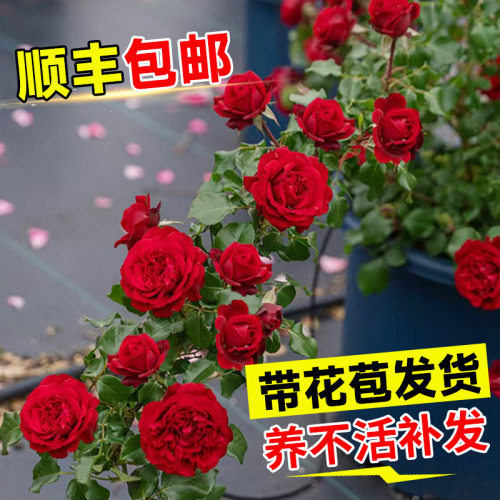 蔷薇花苗藤本月季特大四季开花庭院爬藤植物