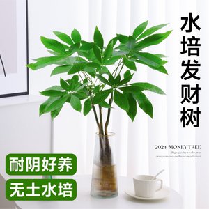 水培发财树小盆栽室内植物