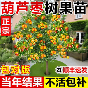 枣树活苗正宗葫芦枣枣树苗室外庭院地栽盆栽当年结果全国可种耐寒