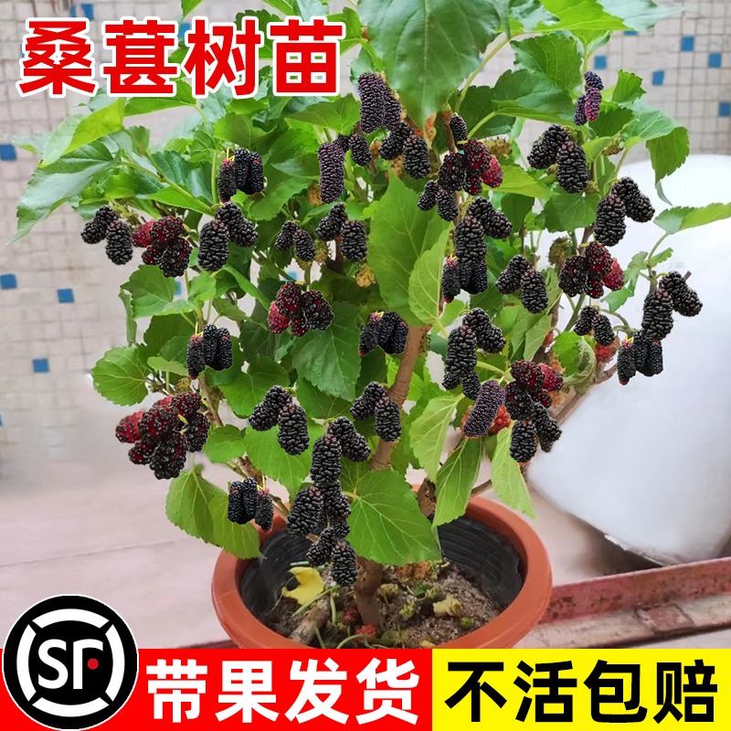 长果桑葚树苗盆栽嫁接树莓车厘子南北方室内外庭院四季水果大苗蓝