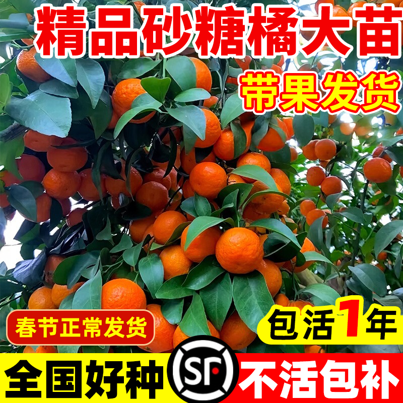 沙糖桔树苗正宗广西无籽砂糖橘子树果苗盆栽金秋果树四季种植带果