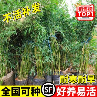 丛生慈孝竹盆栽绿植庭院室内外观赏竹子苗南北方耐寒四季常青植物