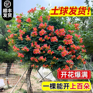 凌霄花爬藤大苗耐寒耐热花卉四季开花庭院阳台老桩炮仗花紫藤盆栽