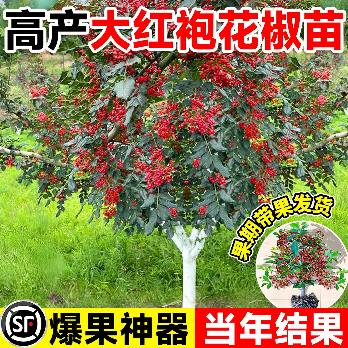 花椒苗树带土小苗地栽当年结果