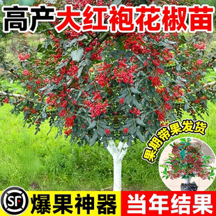 花椒苗树大红袍带土小苗盆栽老桩四川九叶青老品种花椒苗当年结果