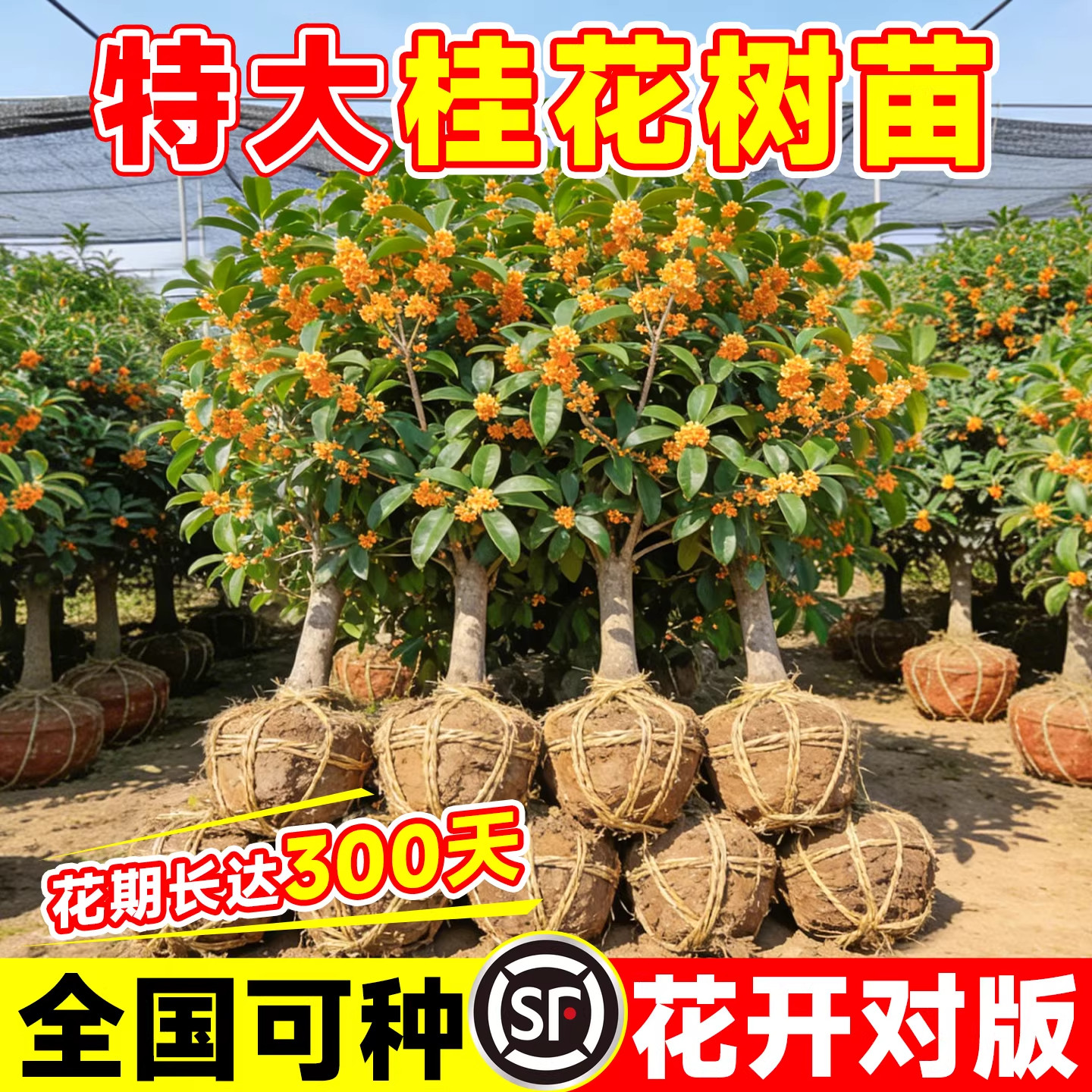 原生桂花树苗大树八月金桂庭院地栽室外阳台植物四季开花室内花卉