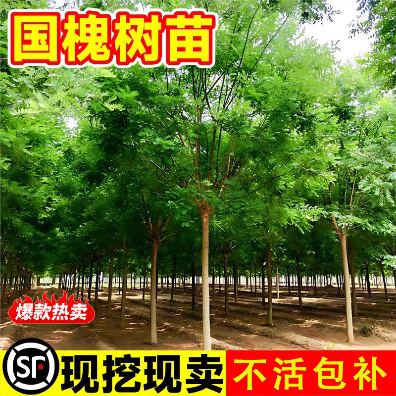 国槐树苗大树绿化速生黄金洋槐树行道树国槐苗小苗庭院道路风景树