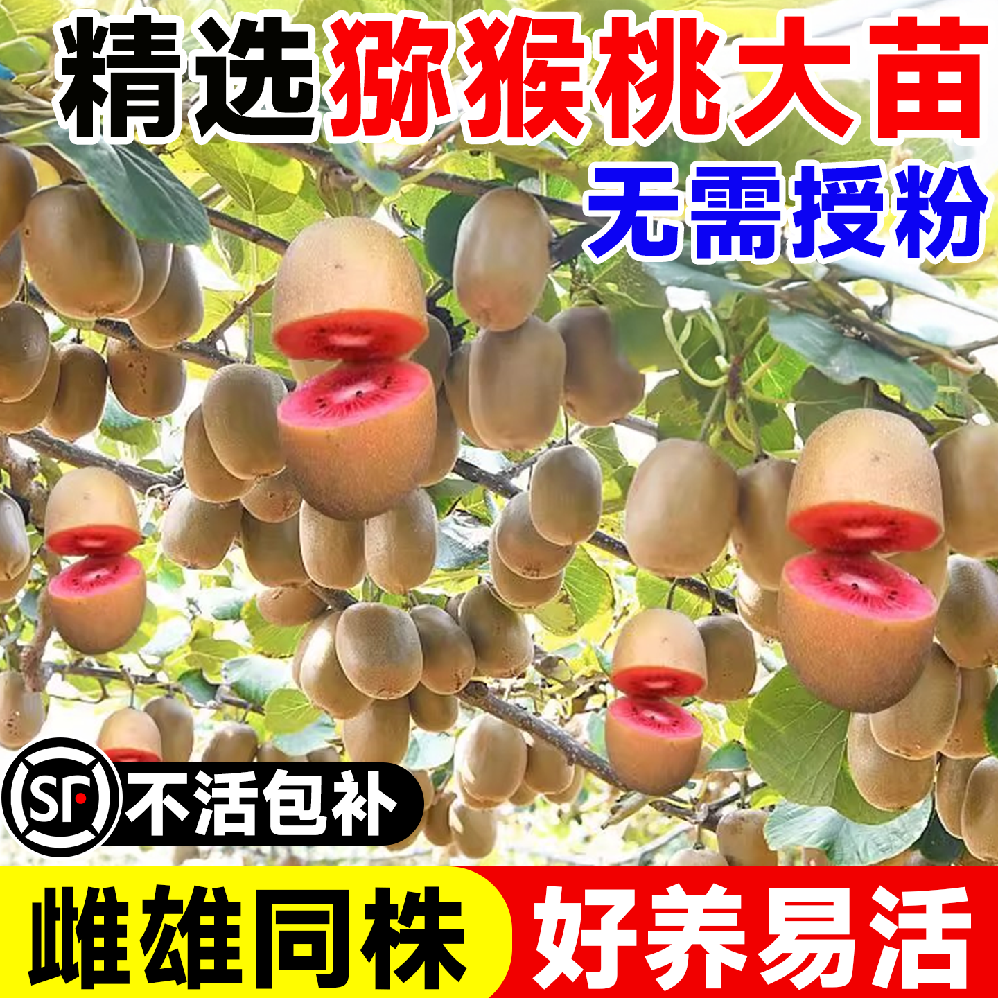 猕猴桃树果苗南北方种植雌雄同体