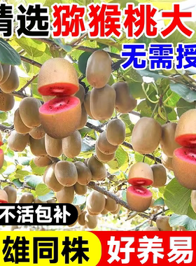 正宗猕猴桃树果苗红心软枣雌雄同株耐寒特大南北种植庭院盆栽地栽