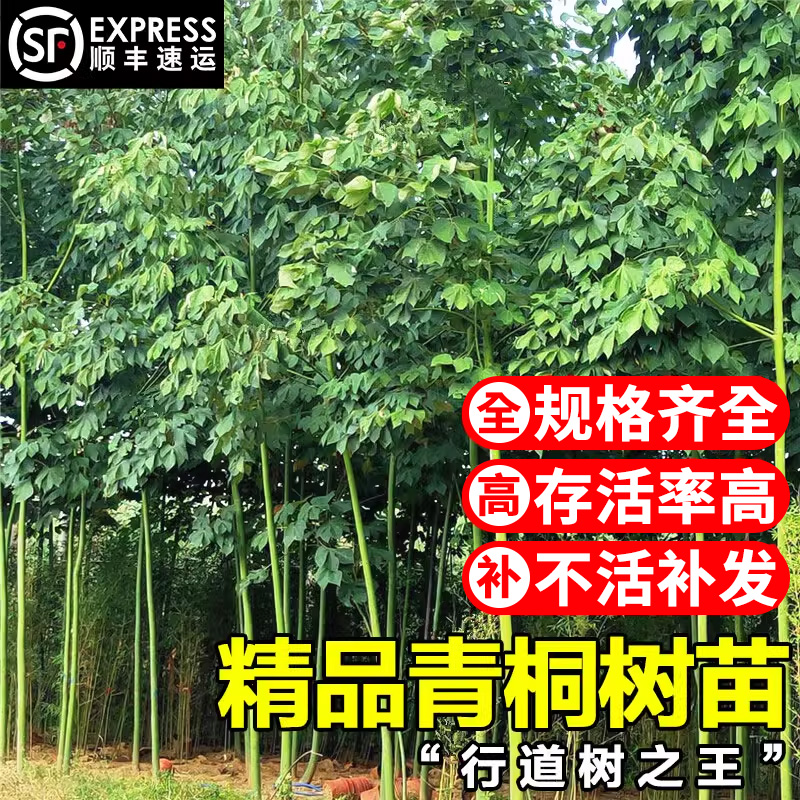 中国梧桐树树苗四季常青风景树