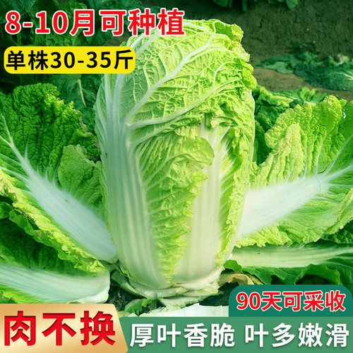 38斤冬储大白菜种子越冬夏阳白菜