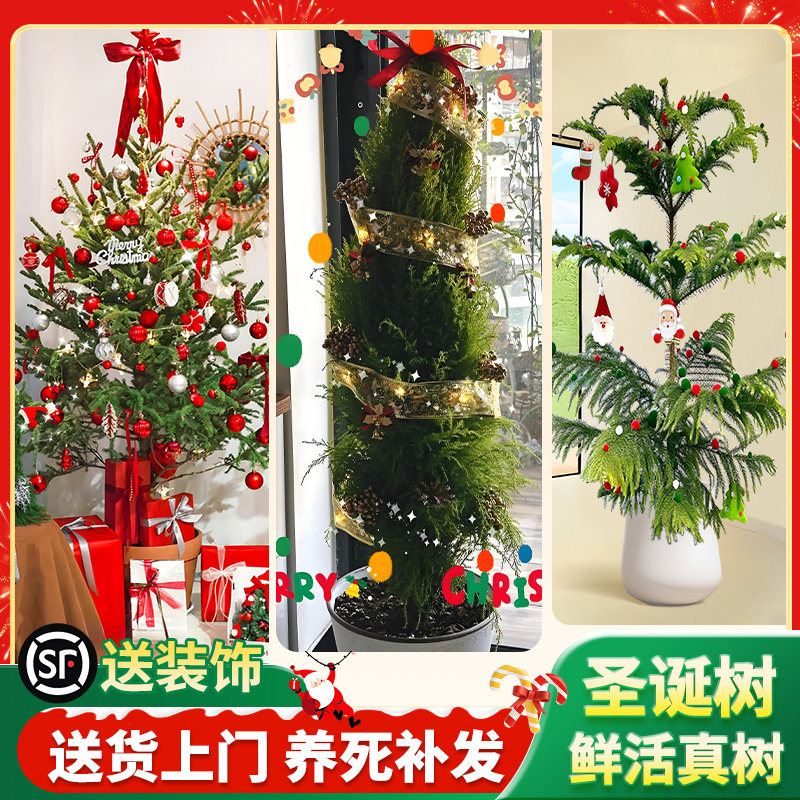 圣诞树真树大型云杉树室内客厅节日装饰氛围感绿植诺贝松花卉植物