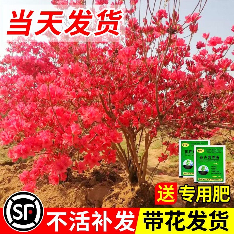 双季映山红树苗当年开花毛杜鹃花苗南方北方种植抗寒抗冻映山红苗 鲜花速递/花卉仿真/绿植园艺 时令草本花卉 原图主图