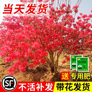 映山红树苗当年开花毛杜鹃花苗南方北方种植抗寒抗冻映山红苗 双季