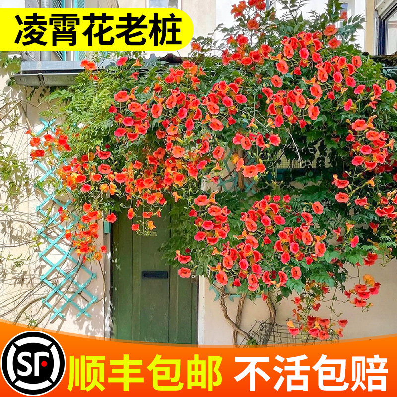凌霄花老桩耐寒耐冻花卉阳台庭院大苗爬藤植物盆栽适合懒人养的花