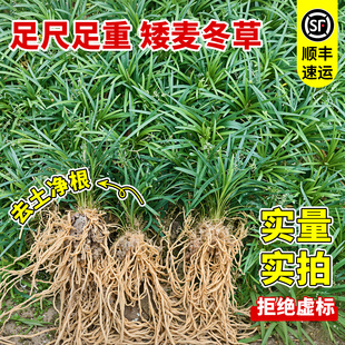 宽叶矮麦冬草苗日本玉龙草庭院常绿工程四季常青绿化植物耐阴耐寒
