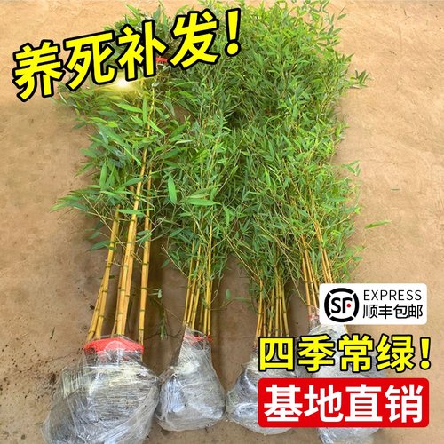 黄金竹罗汉竹盆栽四季青竹竹子苗