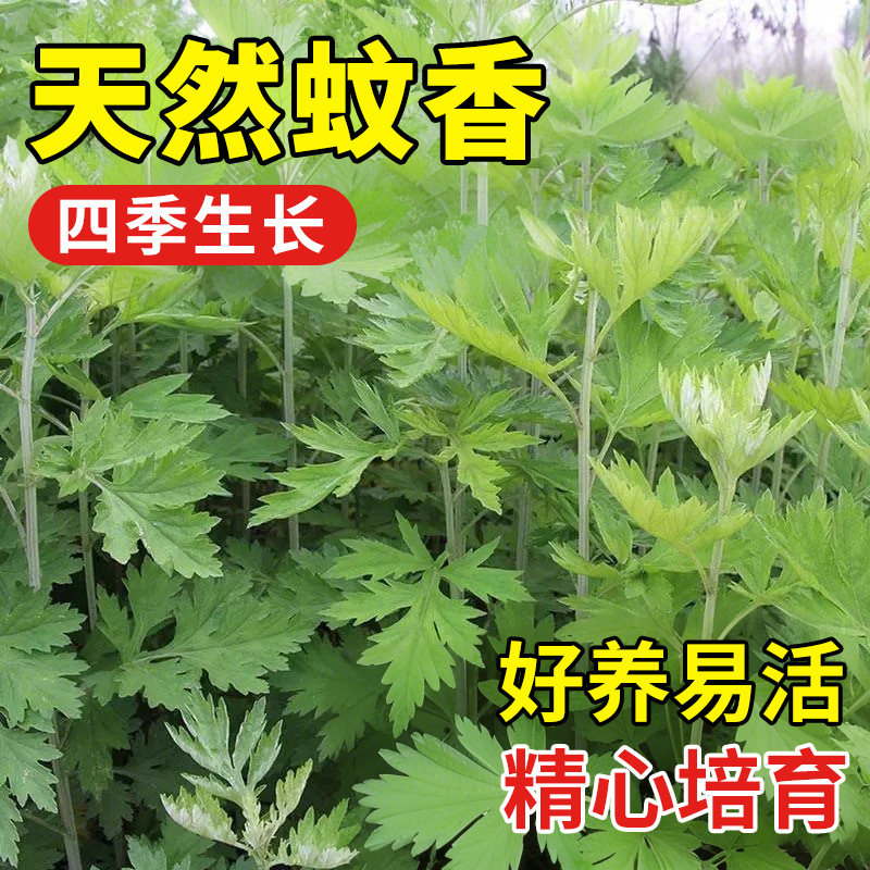 艾草种子种植可食用大叶艾蒿青蒿四季种植野生艾草种孑驱蚊草植物