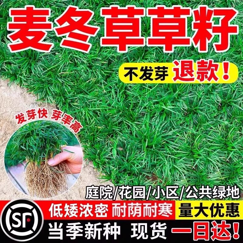 新采麦冬草种子玉龙草四季常青绿化种子籽多年生宽叶日本矮麦冬苗