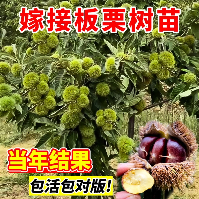 板栗苗树果苗嫁接盆栽南北方种植