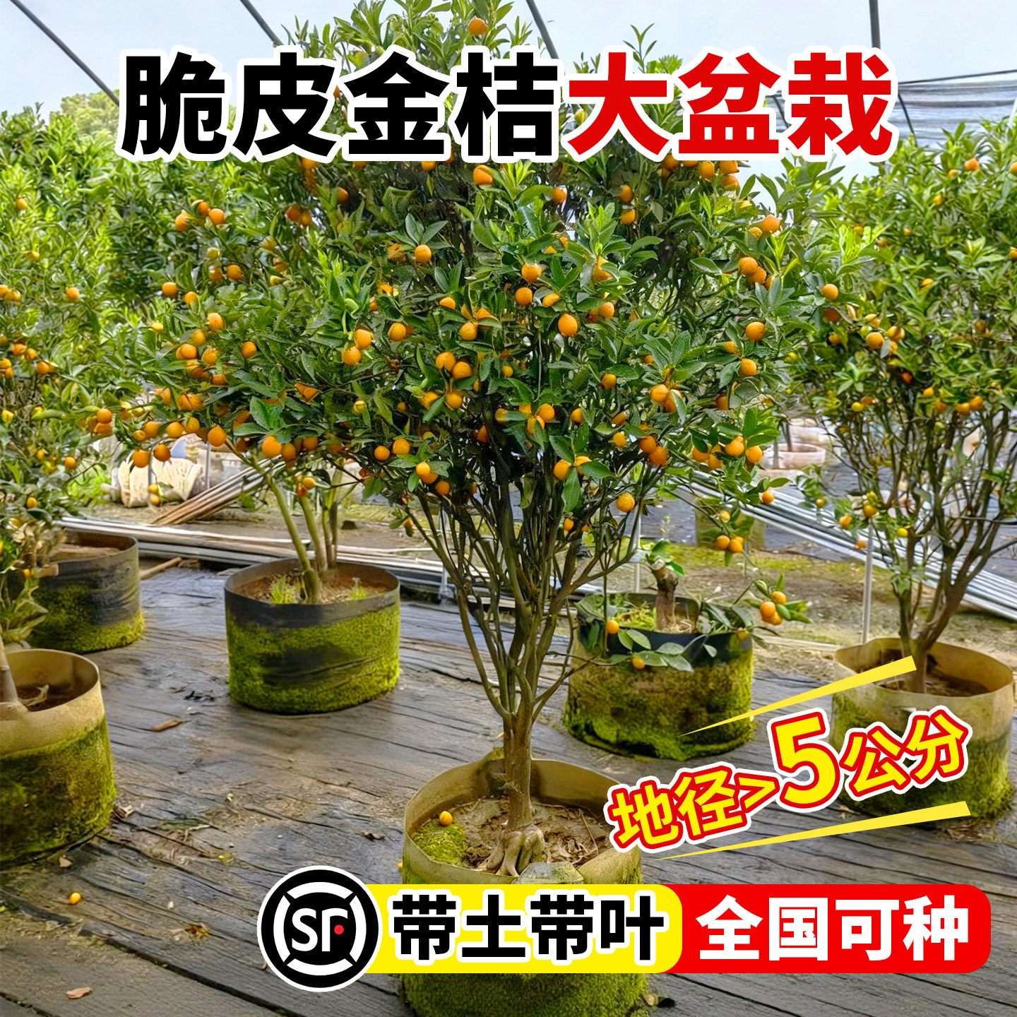 壹植当年结果脆皮金桔树特大苗