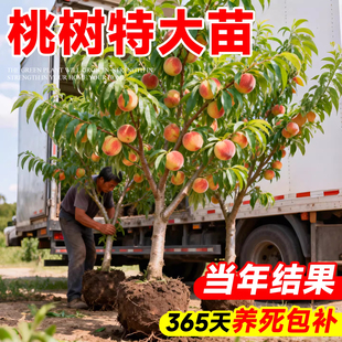早熟水蜜桃树果苗嫁接鹰嘴黄桃新品种桃子苗树庭院果树南北方种植