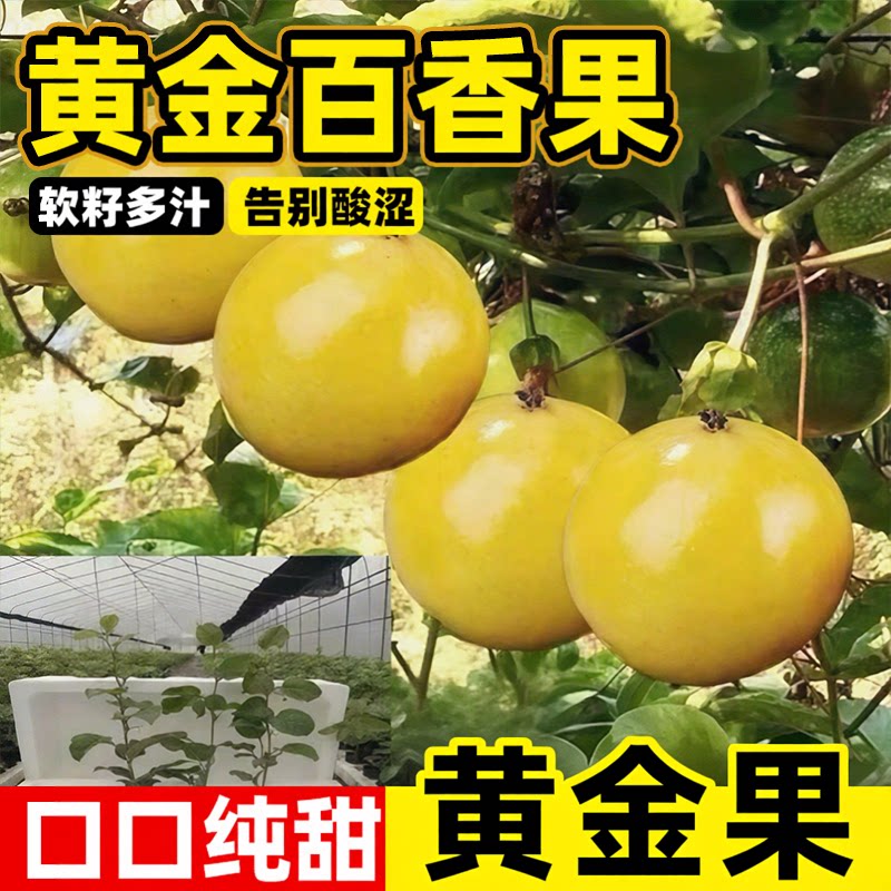 黄金9号百香果大苗纯甜无酸图片